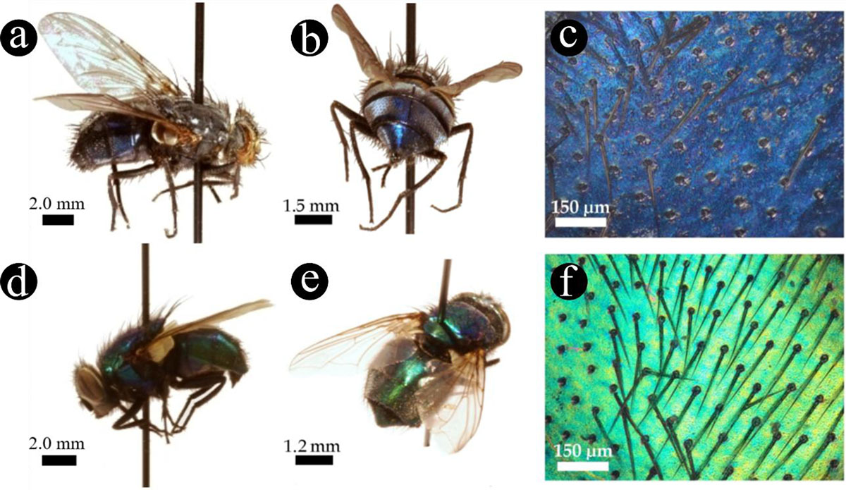 Figure 1 Refer to the following caption and surrounding text.