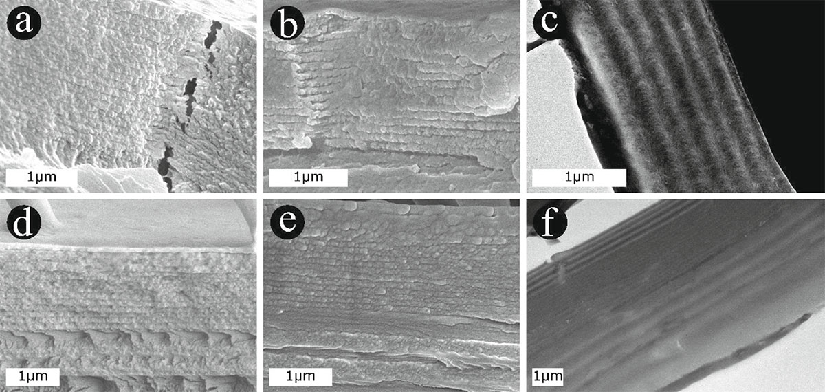 Figure 2 Refer to the following caption and surrounding text.